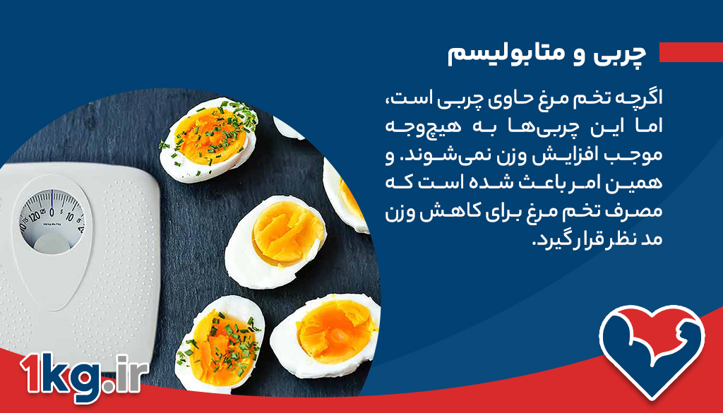 مصرف تخم مرغ برای کاهش وزن + مواردی که باید بدانید