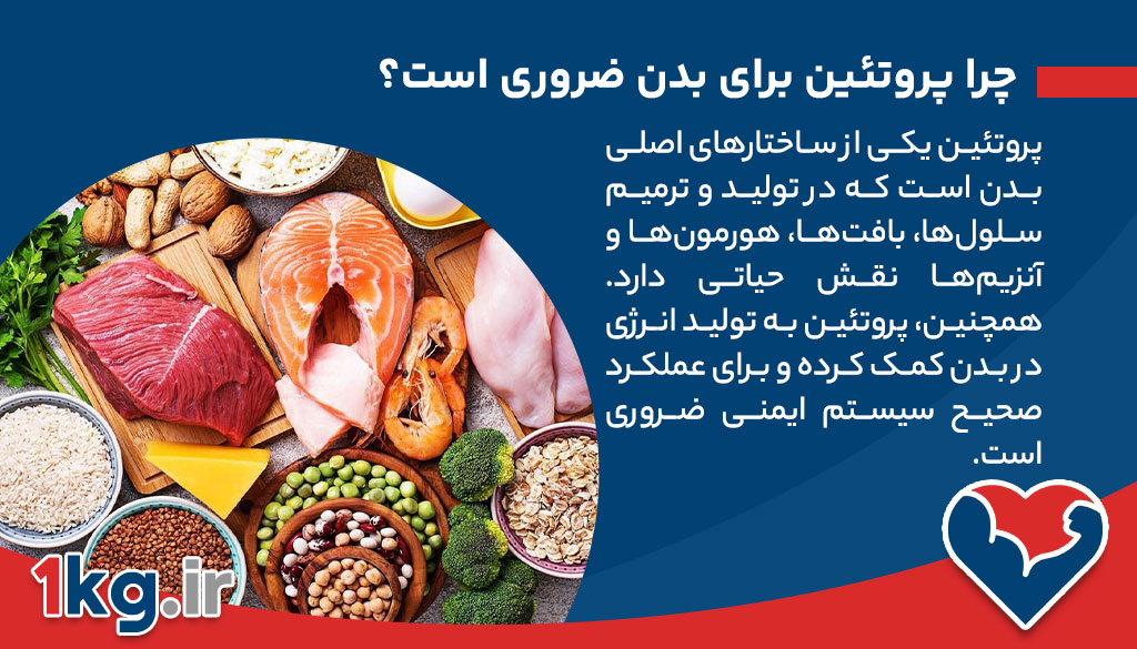 غذا های با پروتئین بالا، غذاهایی که به کاهش وزن کمک می کنند