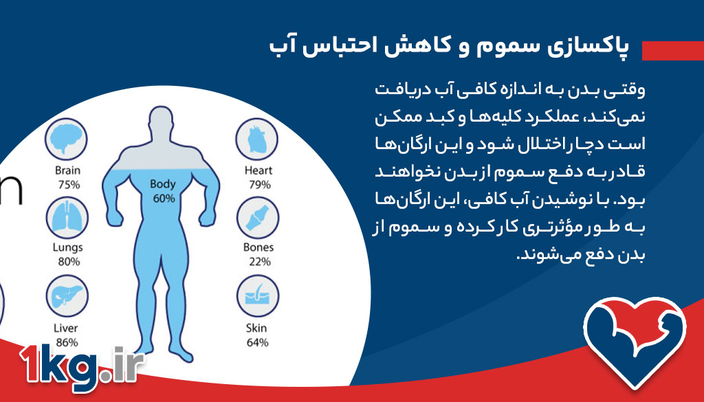 نقش هیدراسیون در کاهش وزن ، مواردی بسیار حیاتی که باید بدانید