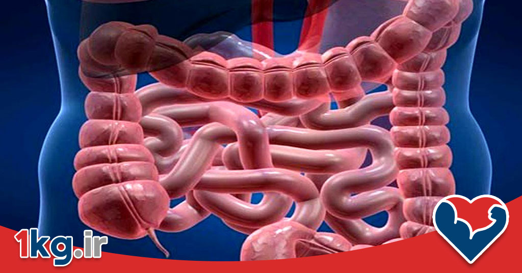 سلامت روده برای کاهش وزن: کلید پنهان موفقیت در کاهش وزن