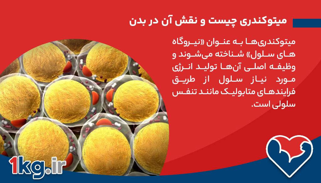 لاغری با افزایش میتوکندری: راهکاری علمی برای کاهش وزن پایدار 26 میتوکندری چیست و نقش آن در بدن