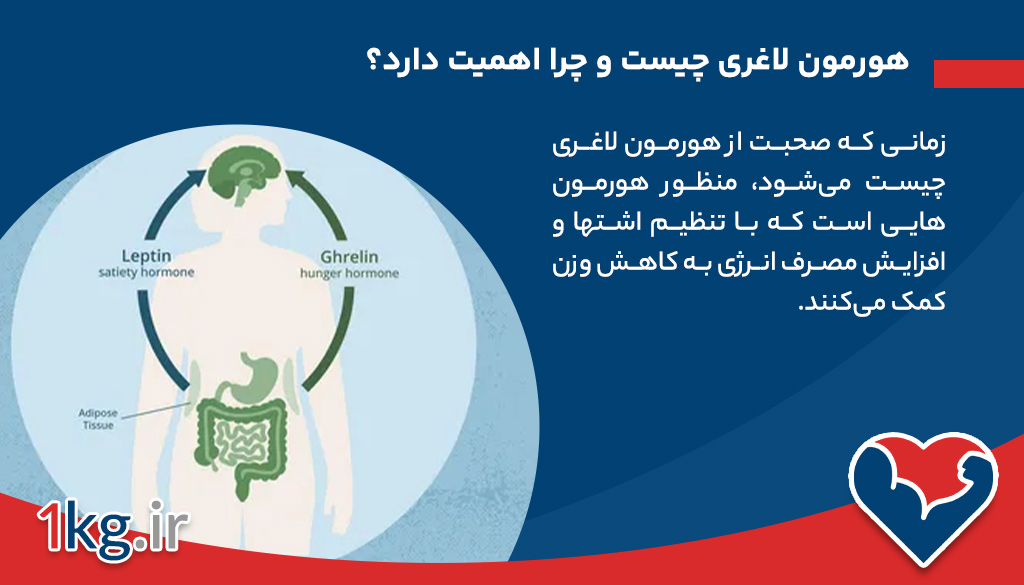 هورمون لاغری چیست و چرا اهمیت دارد؟