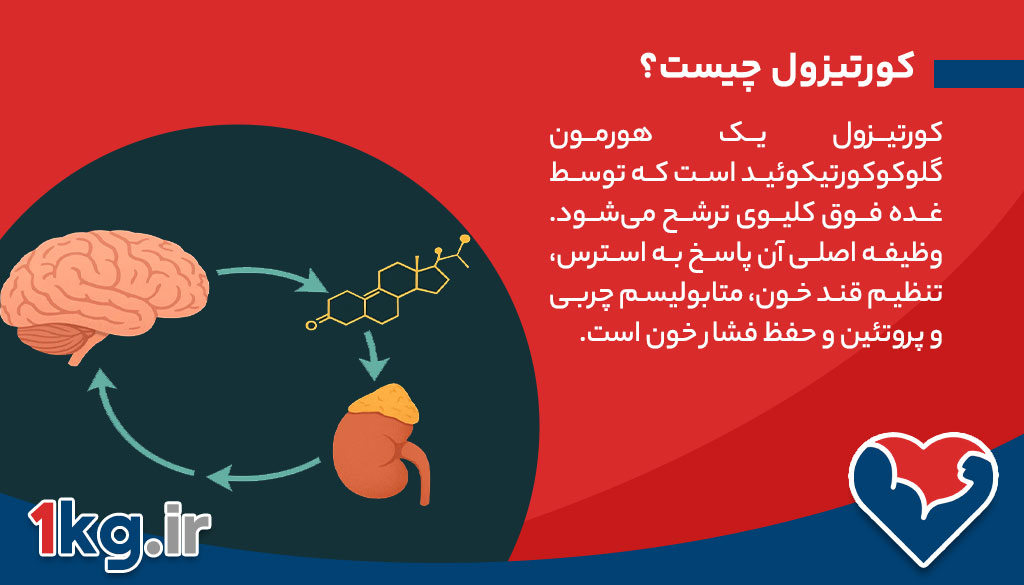 لاغری با مدیریت کورتیزول 26 کورتیزول و نقش آن در چاقی