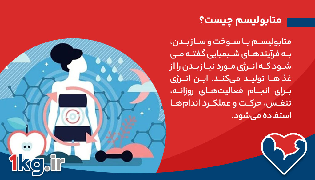 متابولیسم چیست؟